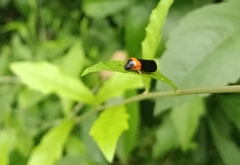 Phymatostetha deschampsi