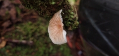 Collybiopsis neotropica