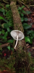 Collybiopsis neotropica