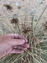 Cyperus conglomeratus