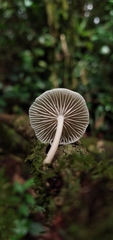Collybiopsis neotropica