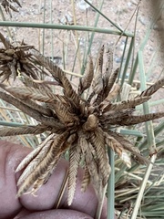Cyperus conglomeratus