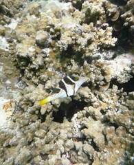 Canthigaster valentini