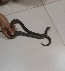 Paraphimophis rusticus