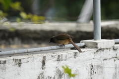 Pterorhinus perspicillatus