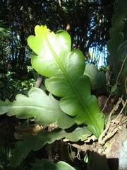 Epiphyllum phyllanthus