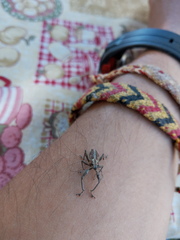 Naupactus xanthographus