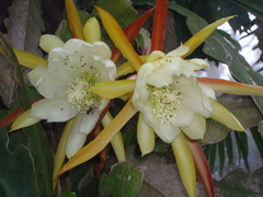 Epiphyllum phyllanthus