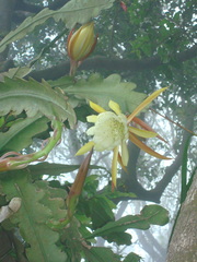 Epiphyllum phyllanthus