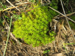Syntrichia ruraliformis
