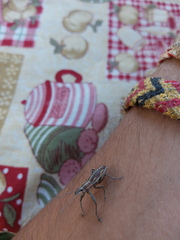 Naupactus xanthographus