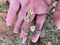 Heliotropium bacciferum