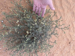 Heliotropium bacciferum