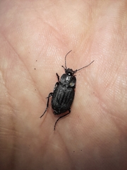 Licinus