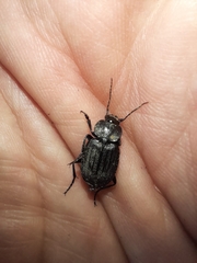 Licinus