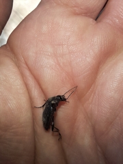 Licinus