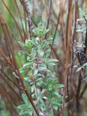 Thymus mastichina