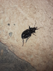 Licinus