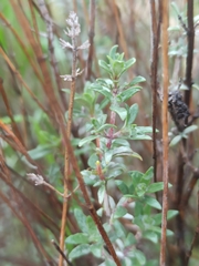 Thymus mastichina