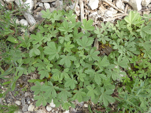 Potentilla cinerea, photograph 6