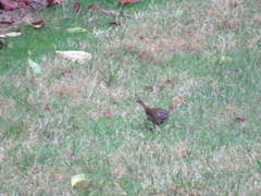 Melospiza melodia morphna