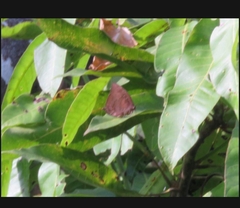 Arhopala centaurus nakula