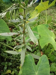 Hygrophila auriculata