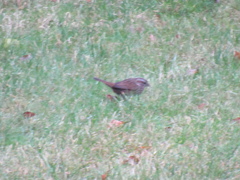 Melospiza melodia morphna