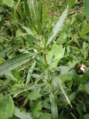 Hygrophila auriculata