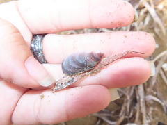 Brachidontes pharaonis