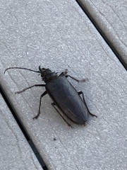 Anthracocentrus capensis