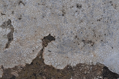 Ostropomycetidae