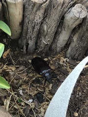 Anthracocentrus capensis