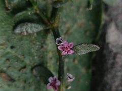 Polygonum plebeium