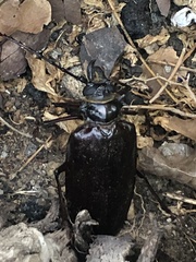 Anthracocentrus capensis