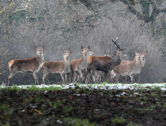 Red Deer photo 6
