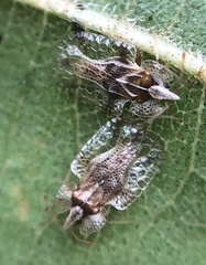 Corythucha pergandei