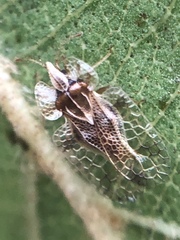 Corythucha pergandei