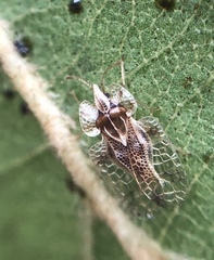 Corythucha pergandei