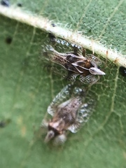 Corythucha pergandei