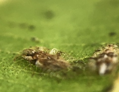 Corythucha pergandei