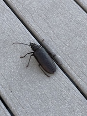 Anthracocentrus capensis