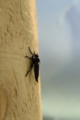 Pritchardia hirtipes