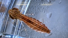 Coryphaeschna ingens