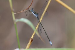 Lestes forficula