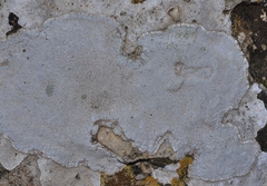 Ostropomycetidae