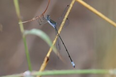 Lestes forficula