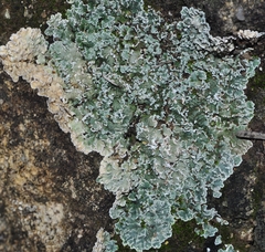 Protoparmeliopsis muralis