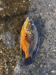 Lepomis gulosus