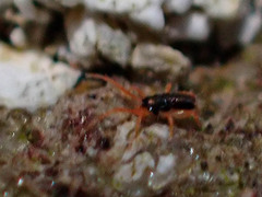 Eupodes
